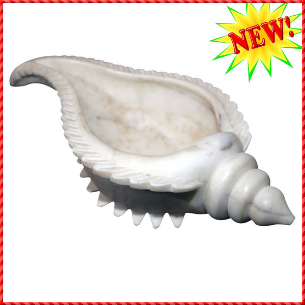 conch shell-022