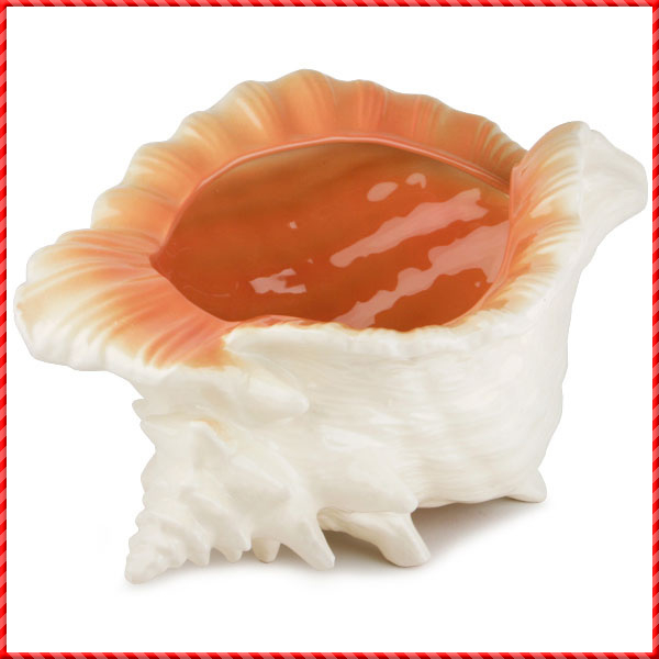conch shell-023
