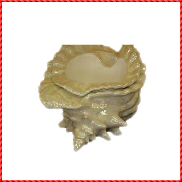 conch shell-039