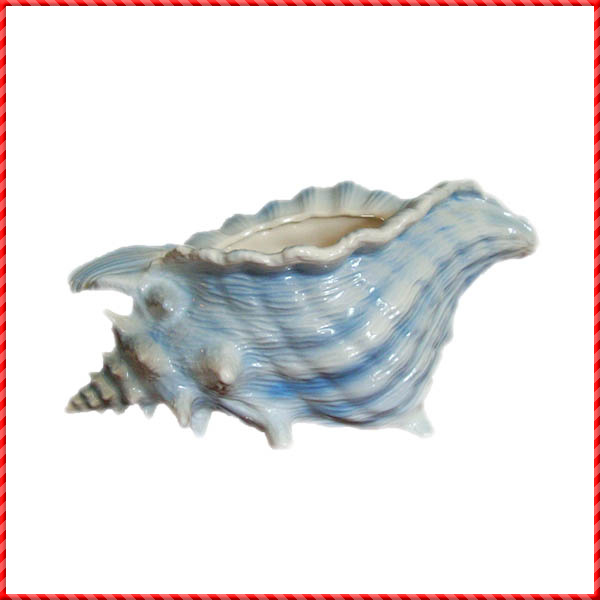 conch shell-043